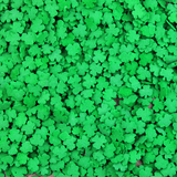 Green Shamrocks